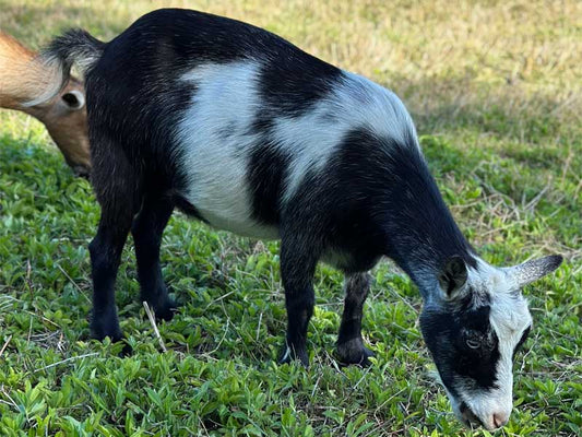 Belle - The Willer Farm Blue Belle
