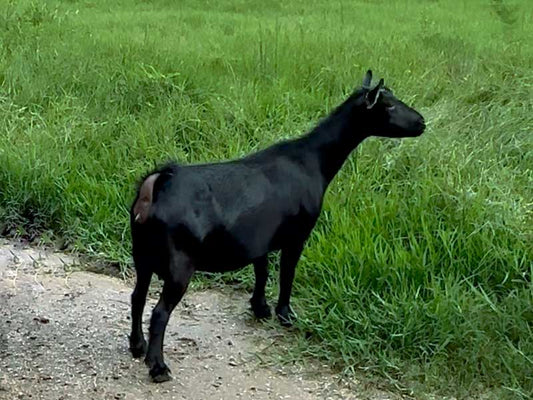 Raven - Willer Farm Raven