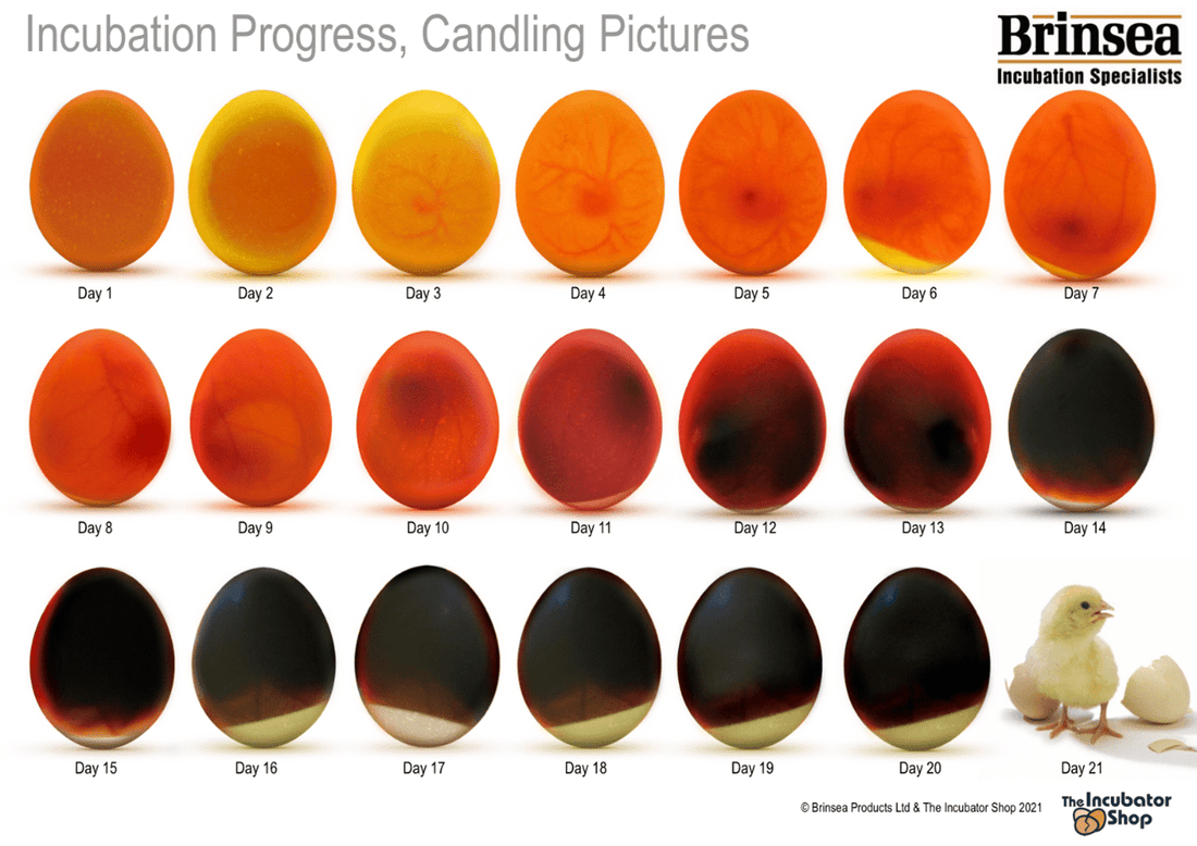 Beginner's Guide to Egg Candling During Incubation - 99 Oaks Farm