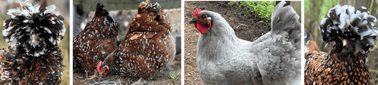 🌱 Custom Chick Hatches! 🐣 - 99 Oaks Farm