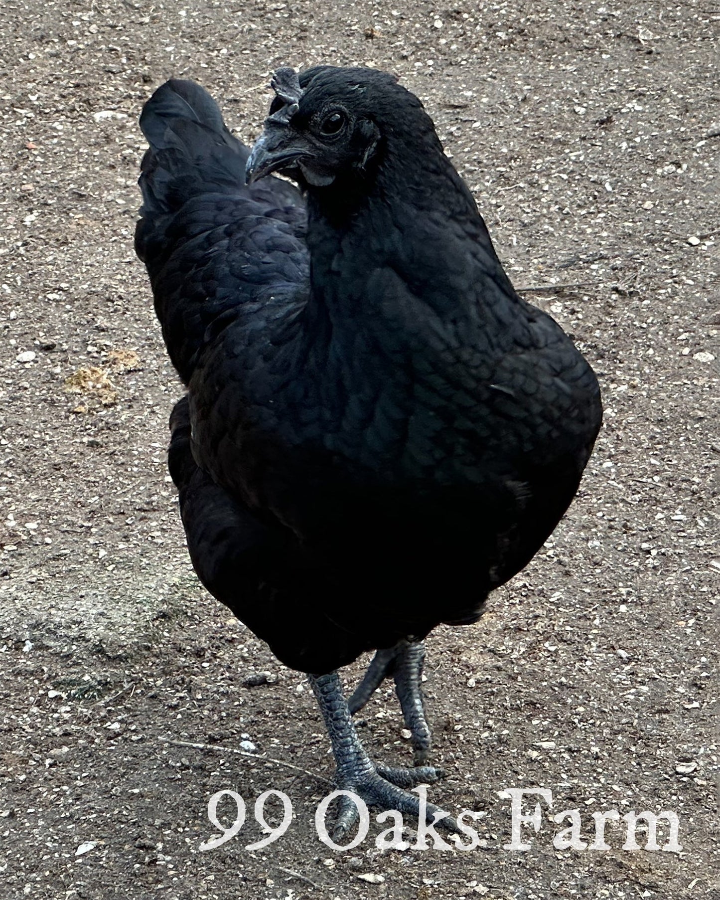 Ayam Cemani - 99 Oaks Farm