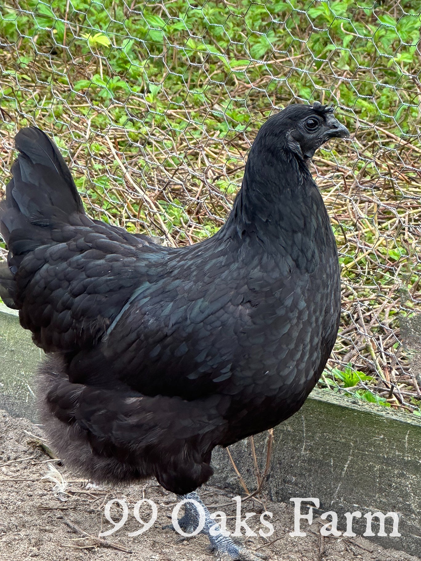 Ayam Cemani - 99 Oaks Farm