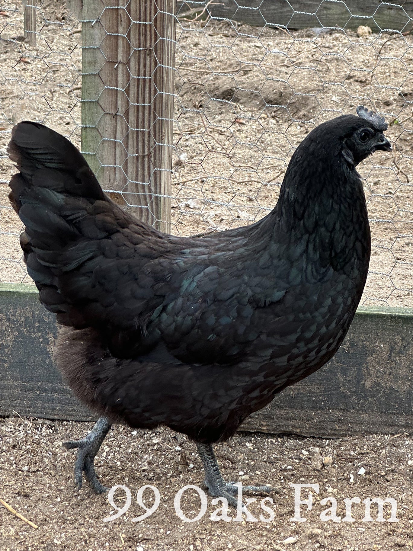 Ayam Cemani - 99 Oaks Farm