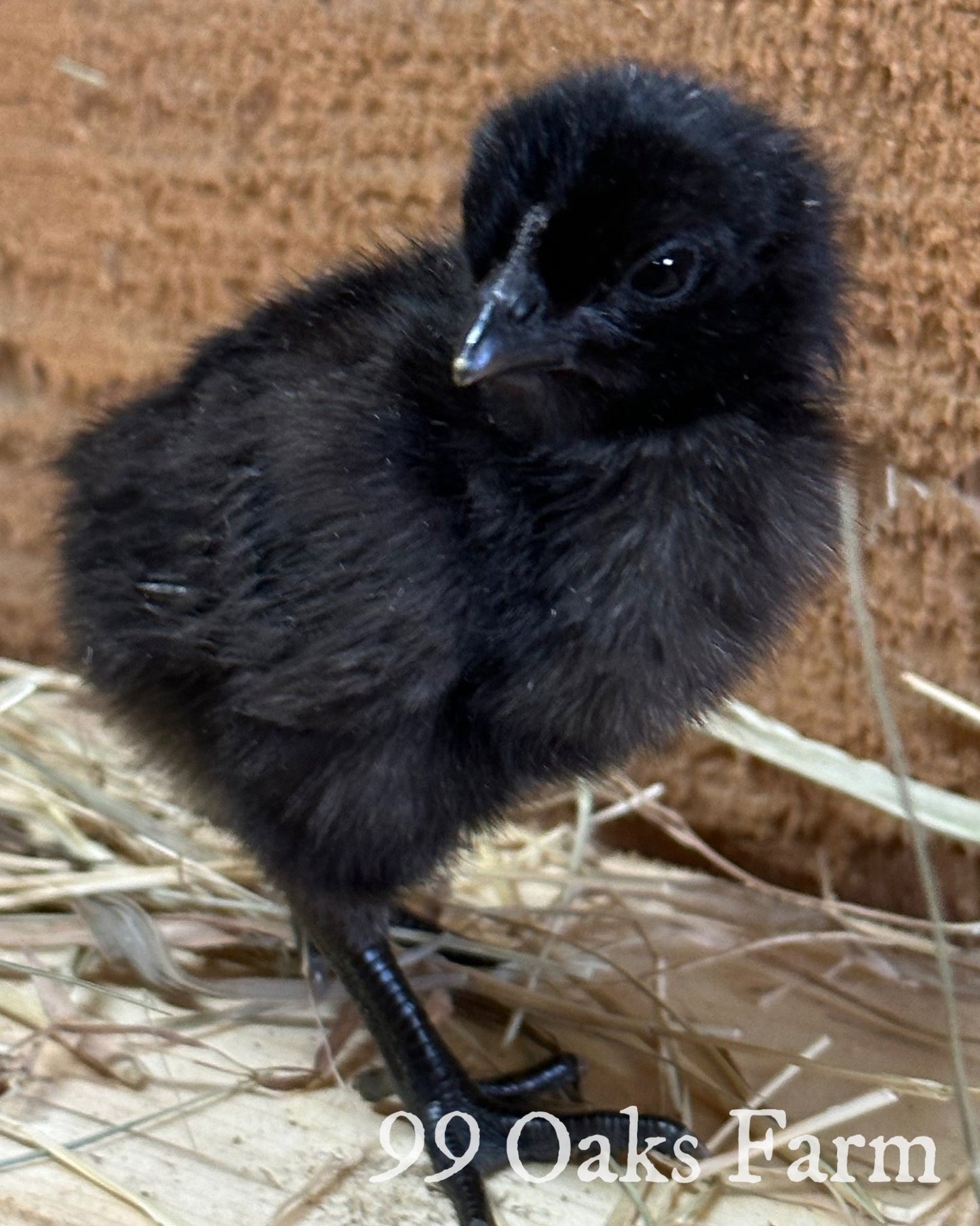Ayam Cemani - 99 Oaks Farm