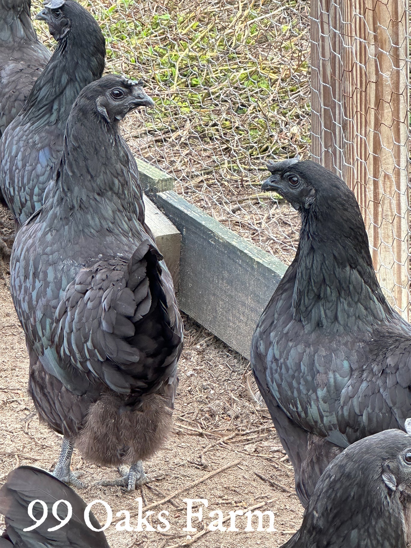 Ayam Cemani - 99 Oaks Farm