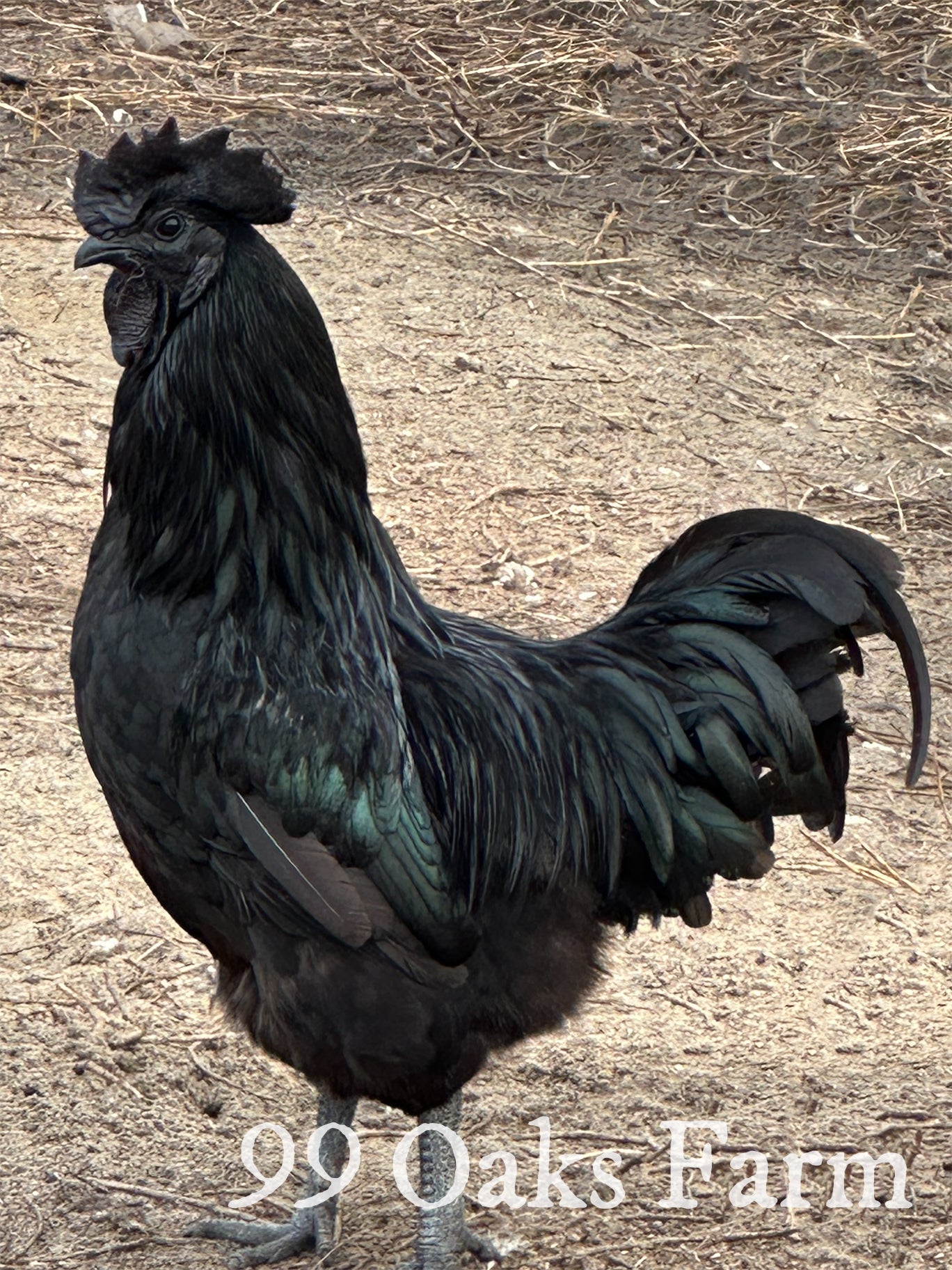 Ayam Cemani - 99 Oaks Farm