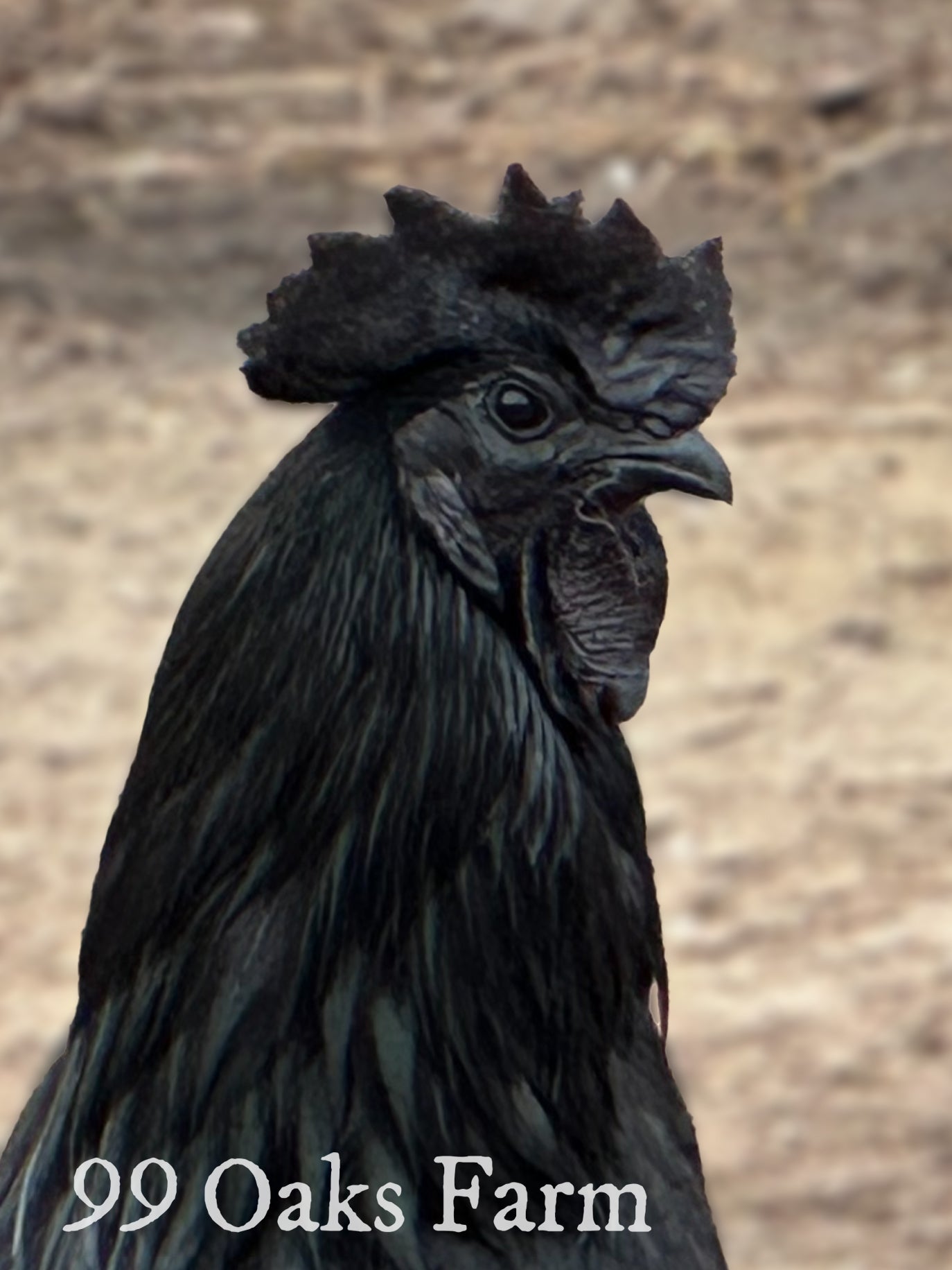 Ayam Cemani - 99 Oaks Farm