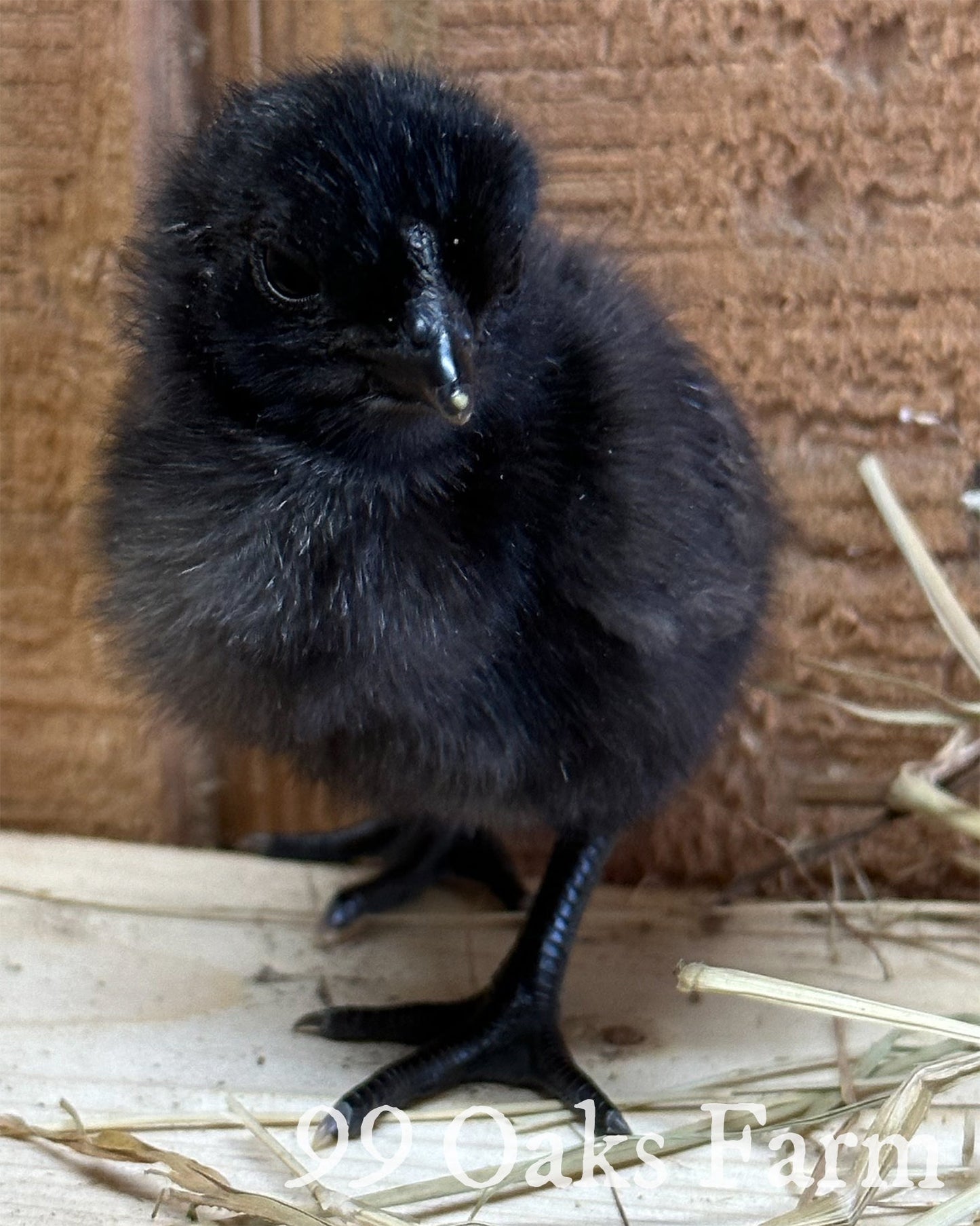 Ayam Cemani - 99 Oaks Farm