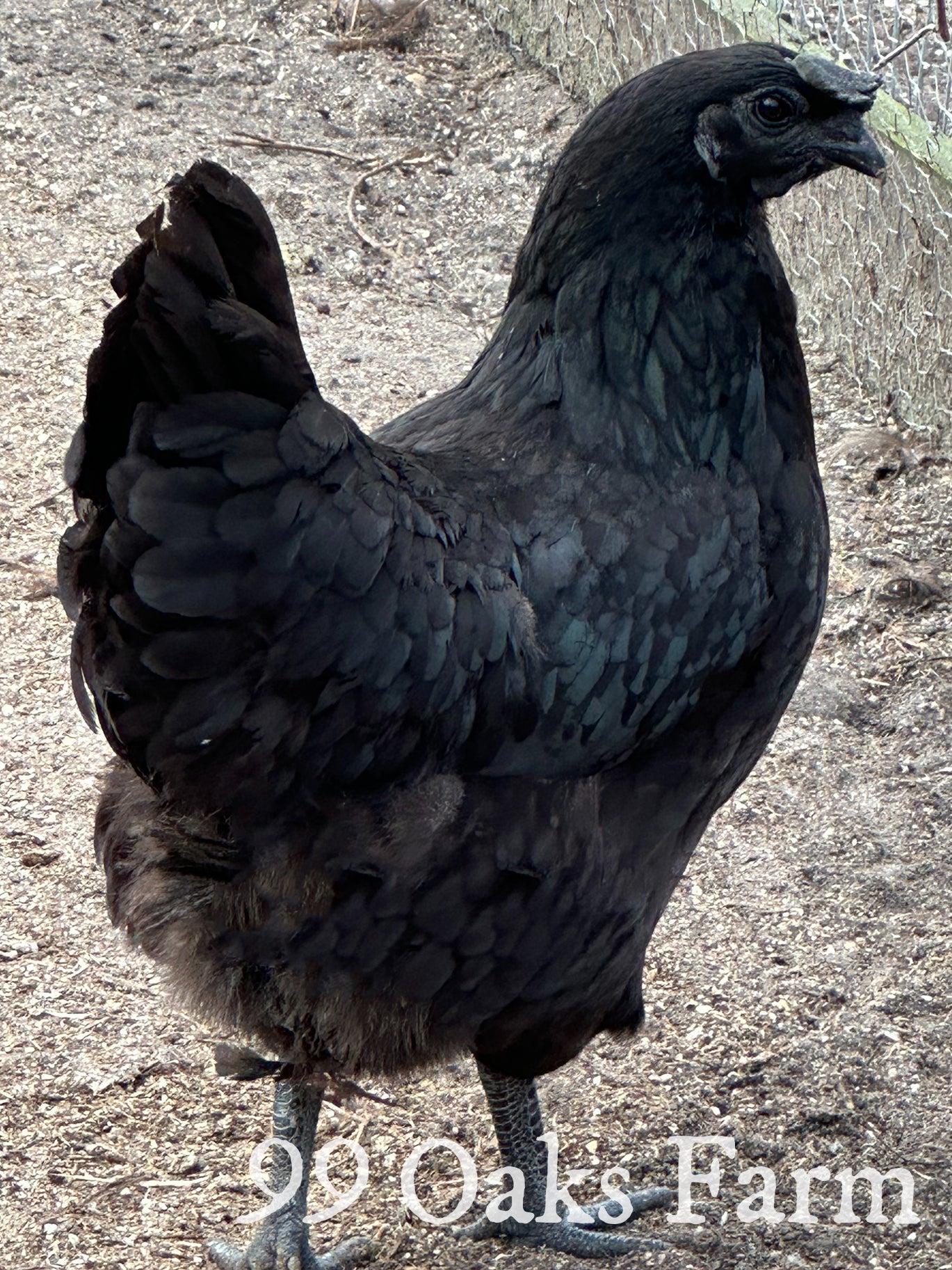 Ayam Cemani - 99 Oaks Farm