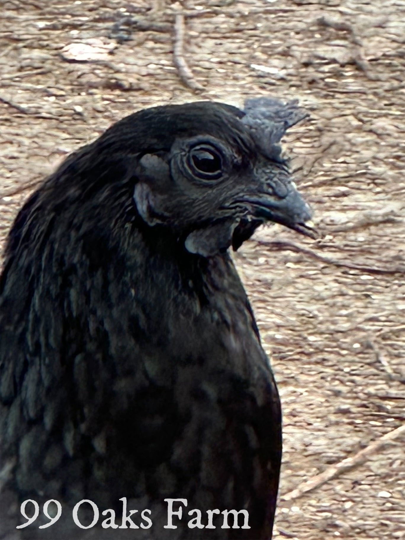 Ayam Cemani - 99 Oaks Farm