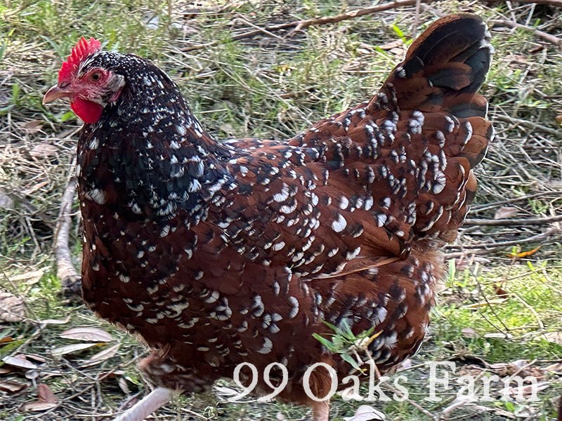 Jubilee Orpington - 99 Oaks Farm