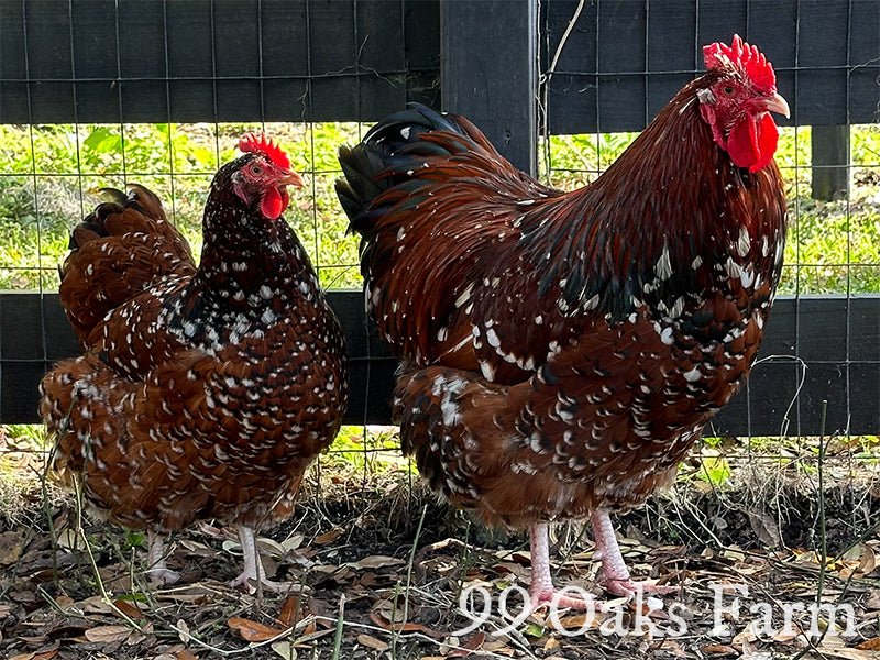 Jubilee Orpington - 99 Oaks Farm