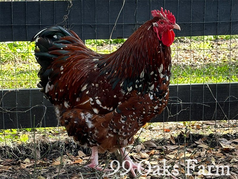 Jubilee Orpington - 99 Oaks Farm