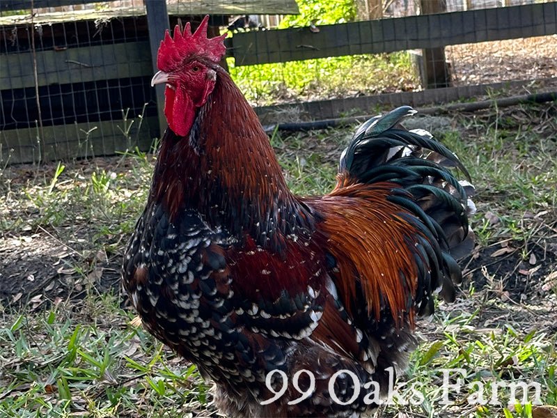 Jubilee Orpington - 99 Oaks Farm