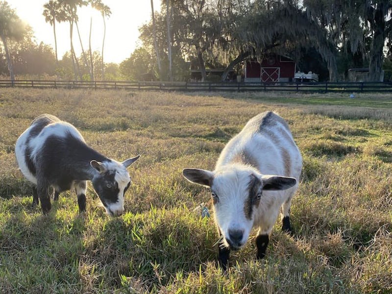 Raw Goat Kefir - 99 Oaks Farm