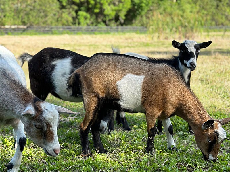 Raw Goat Kefir - 99 Oaks Farm