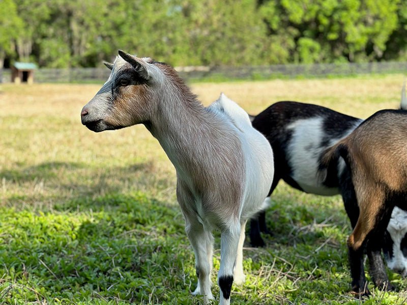 Raw Goat Kefir - 99 Oaks Farm