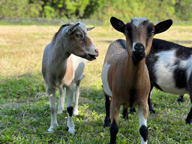 Raw Goat Kefir - 99 Oaks Farm