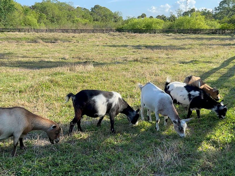 Raw Goat Kefir - 99 Oaks Farm