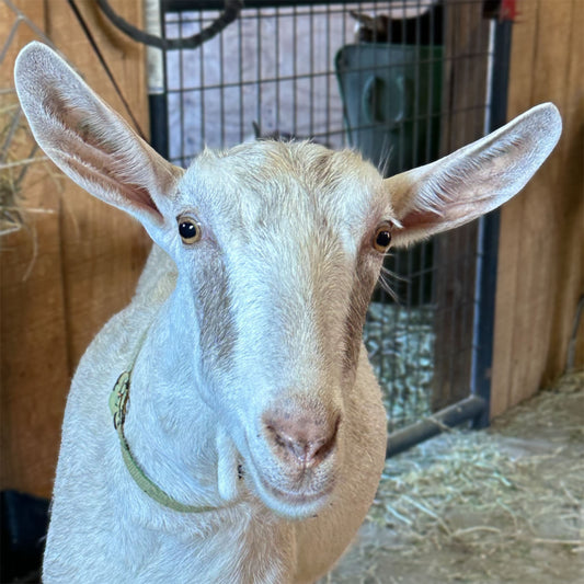 Angel - Caprikorn LP Response