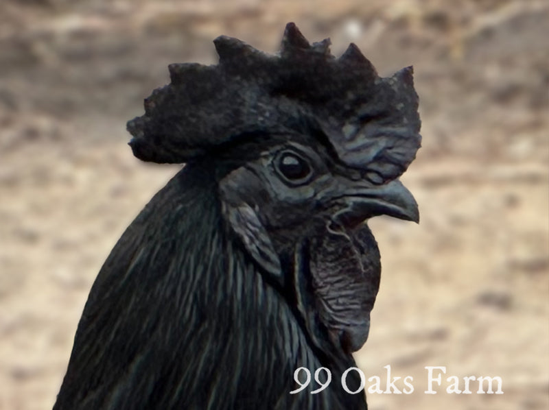 Chicken Breed Focus: Ayam Cemani – A Closer Look at the World’s Most Unique Chicken Breed