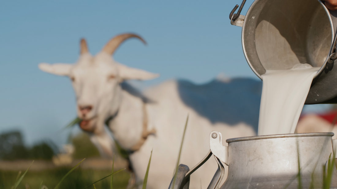 How Does Goat Milk Taste? Factors Affecting the Flavor of Goat Milk