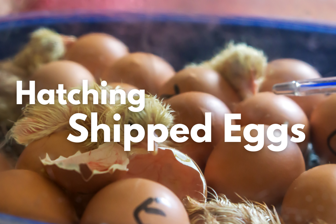 Successfully Hatching Shipped Eggs