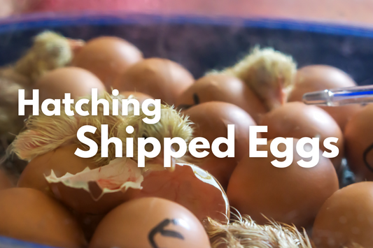 Successfully Hatching Shipped Eggs