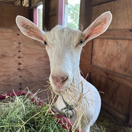 Honey - Caprikorn Lobot Rylex