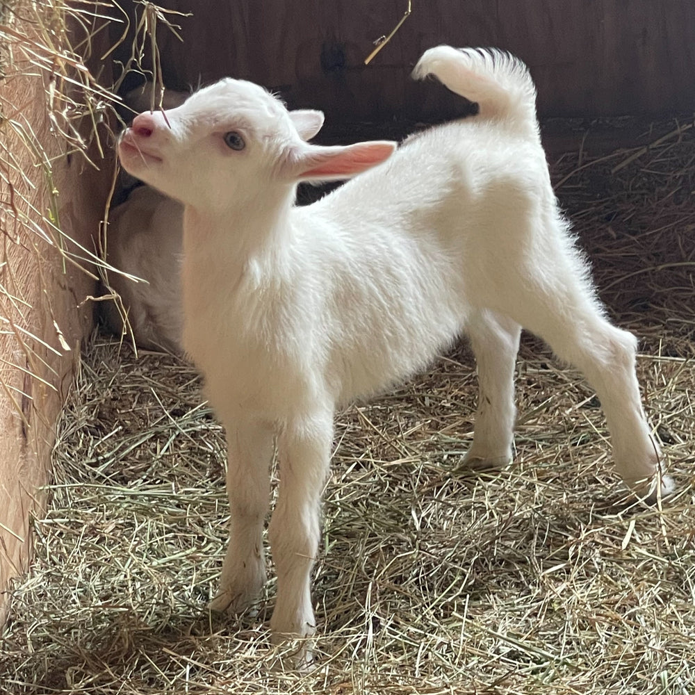 Buckling T11 featured image