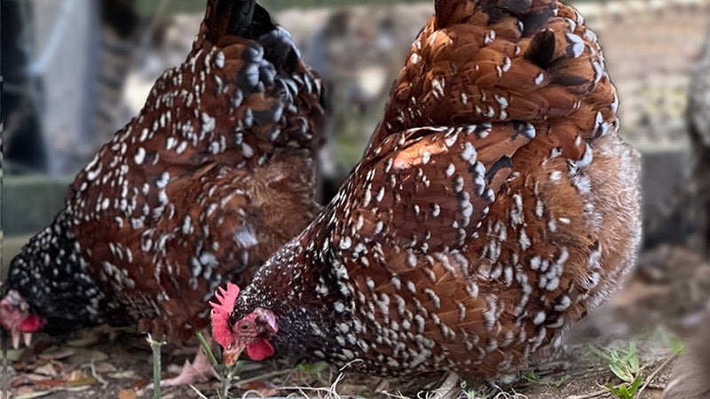 Chicken Breed Focus: Jubilee Orpington – A Majestic Addition to Your Flock