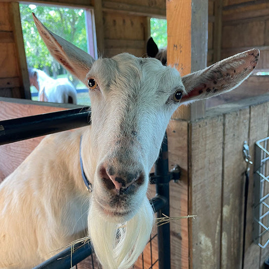 Jukin - DD Creamery Down South Jukin