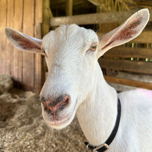 Lilly - Caprikorn Lobot Royal Starr