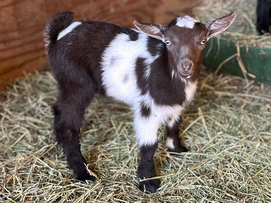 Little Coop - 99 Oaks Little Deuce Cooper