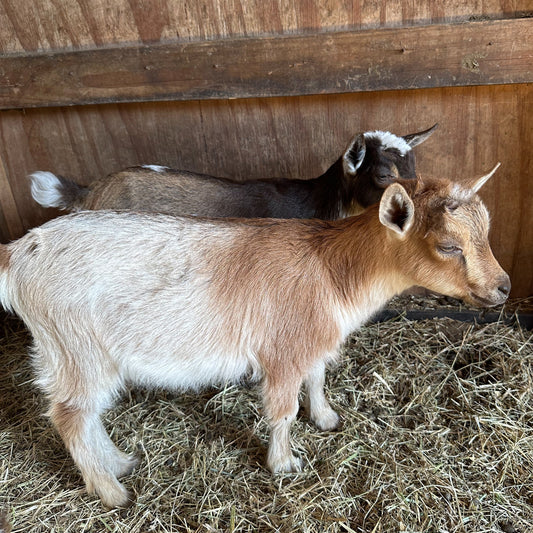 Sage - 99 Oaks Cooper's Wild Sage