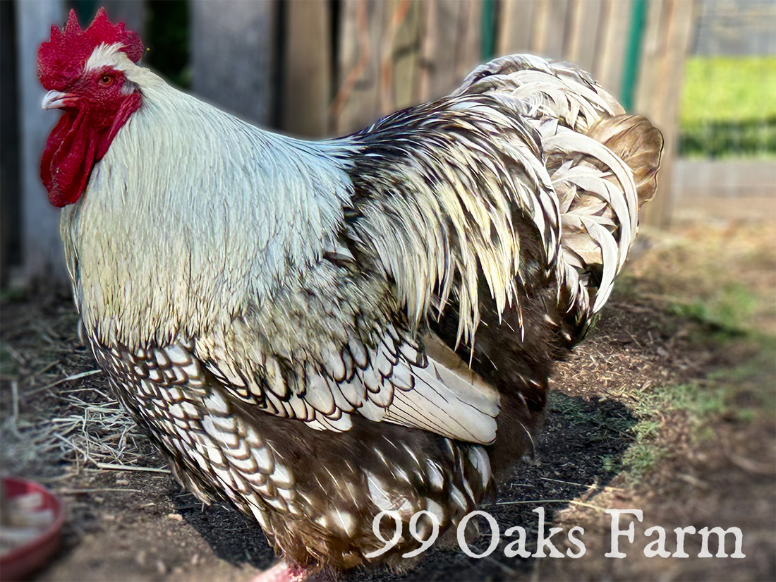 Why Choose Heritage Chicken Breeds?