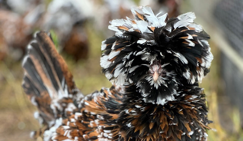 Shifting Focus:  Less Chickens, More Goats