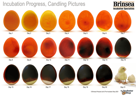 Beginner's Guide to Egg Candling During Incubation - 99 Oaks Farm