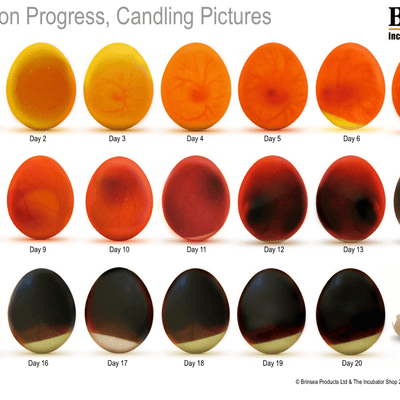 Beginner's Guide to Egg Candling During Incubation