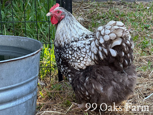 Chicken Breed Focus: Silver Laced English Orpington - 99 Oaks Farm