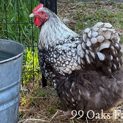 Chicken Breed Focus: Silver Laced English Orpington