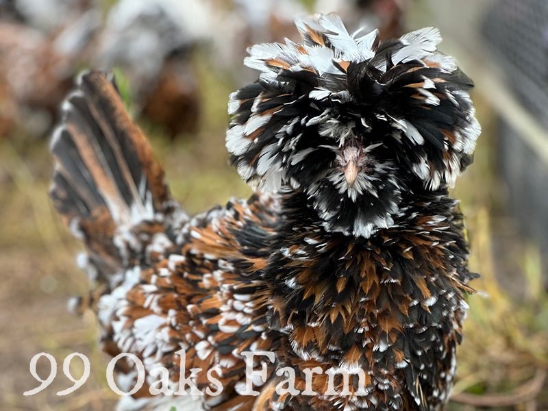 Chicken Breed Focus:  Tolbunt Polish - 99 Oaks Farm