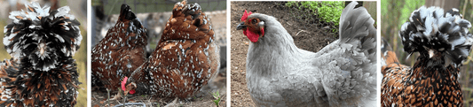 🌱 Custom Chick Hatches! 🐣 - 99 Oaks Farm