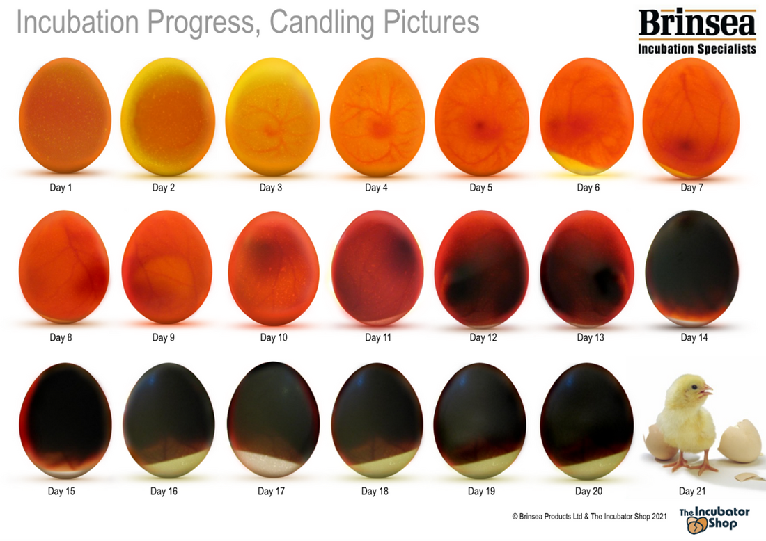 Beginner's Guide to Egg Candling During Incubation