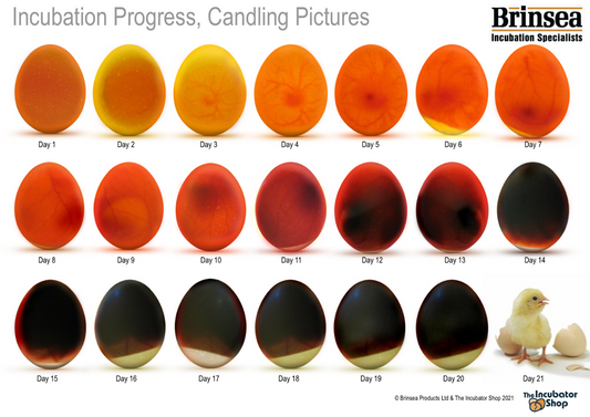 Beginner's Guide to Egg Candling During Incubation