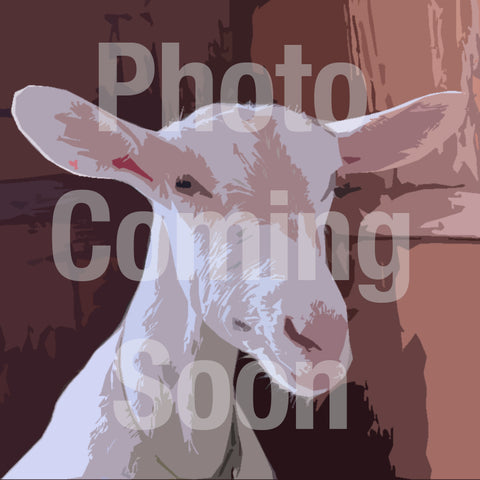 Ares - Carolina Hope Dairy Ares