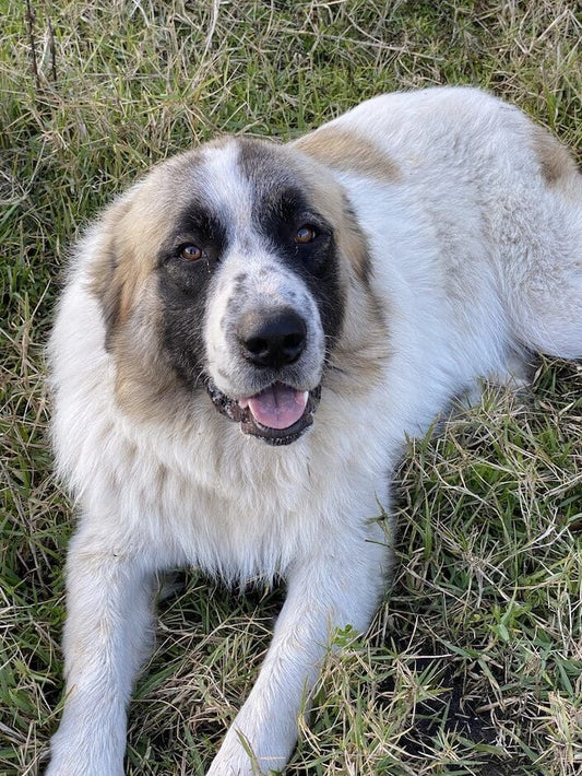 Great Pyrenees: Livestock Guardian Dogs - 99 Oaks Farm