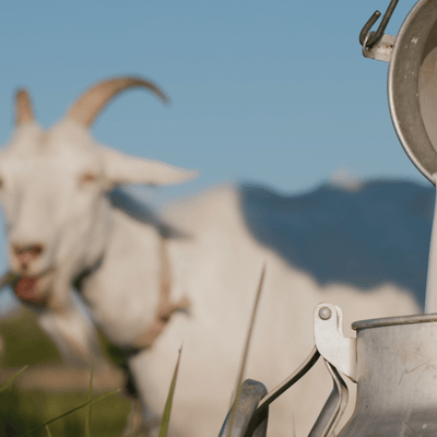 How Does Goat Milk Taste? Factors Affecting the Flavor of Goat Milk
