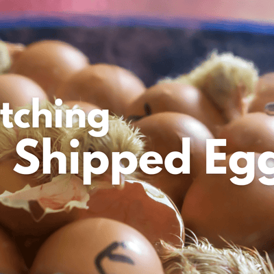 Successfully Hatching Shipped Eggs