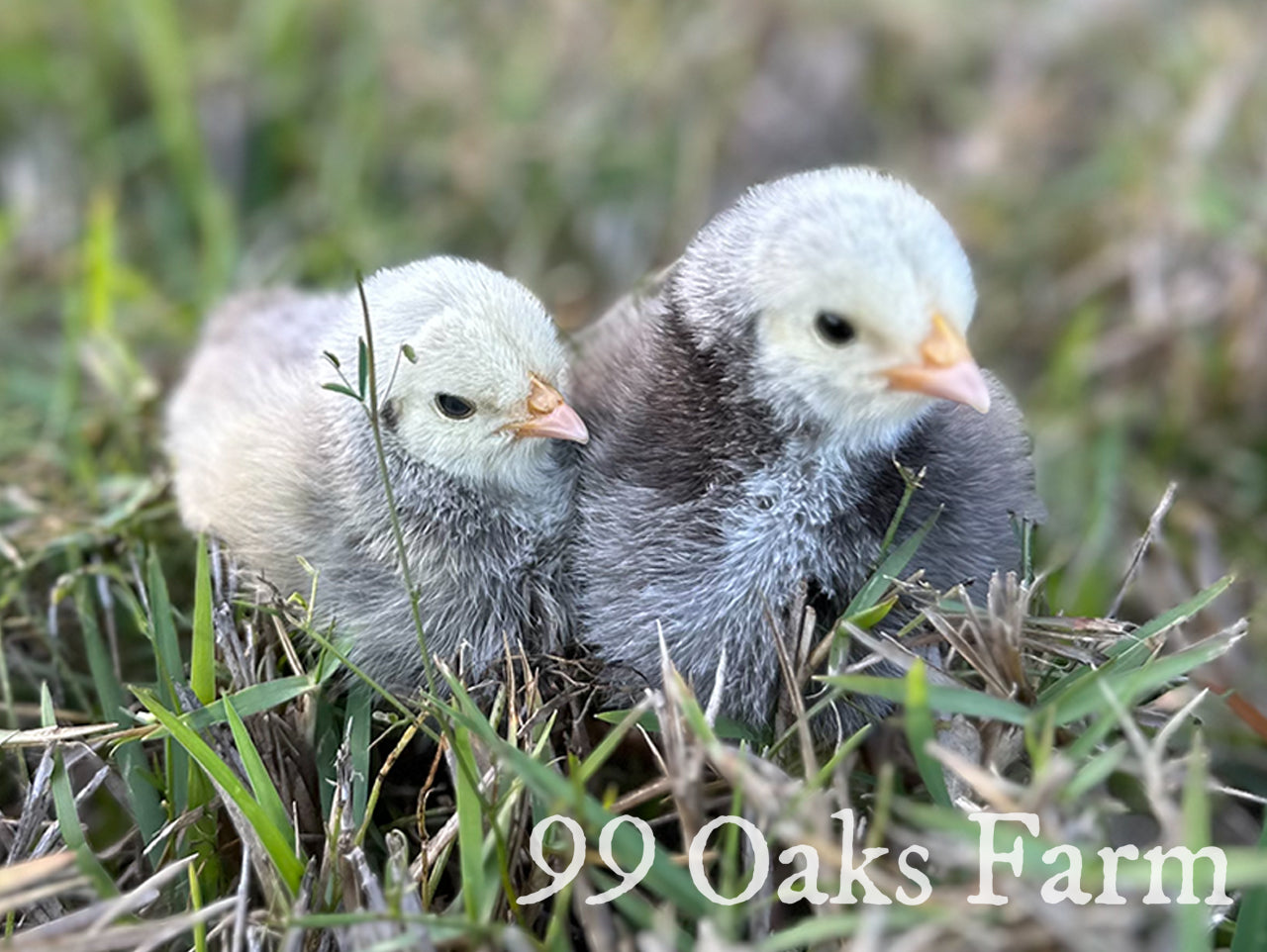 Hatching Eggs & Chicks
